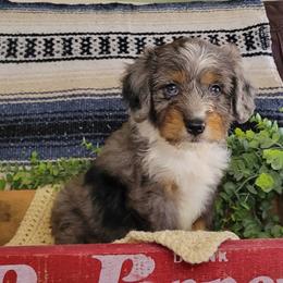 Snickers - Blue merle female Aussiedoodle puppy in Missouri from B&M Cottonwood Canines