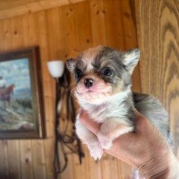 Irish marked merle male - Merle male Chihuahua puppy in Isanti, Minnesota from Happy Little Chihuahuas