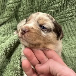 RMF w Blue Eyes - 2000 - Red merle female Australian Shepherd puppy in Morristown, Tennessee from Lakeway Farms