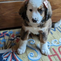 Bernedoodle Puppies from Puppies by Piper