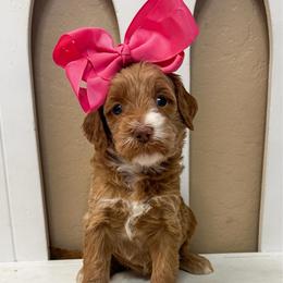 Snow White - Red  female Goldendoodle puppy in Peoria, Arizona from Cactus Doods