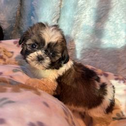 HAILEY - Red and white female Shih Tzu puppy in Kamilche, Washington from Serendipity Shih tzu
