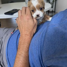 Cavapoo Puppies from The Cavapoo Club