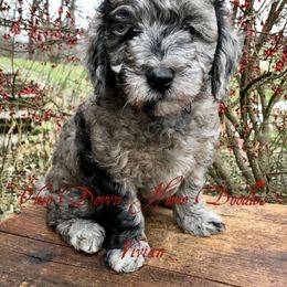 Goldendoodle Puppies from Ohio Down Home Doodles