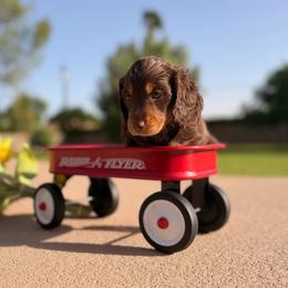 Bonnie - Chocolate and tan female Dachshund puppy in Peoria, Arizona from Collier Dachshunds