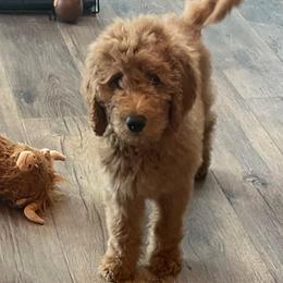 Orange - Red  male Goldendoodle puppy in Indian Trail, North Carolina from Castleberry Doodles and Poodles