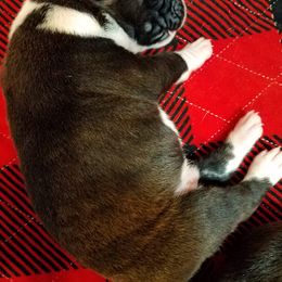 Boxer Puppies from Winchester Boxers
