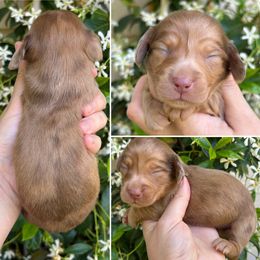 Maple Boy 2 - Dapple male Dachshund puppy in Belfair, Washington from SnortVille Frenchies & CreekSide Mini Doxies