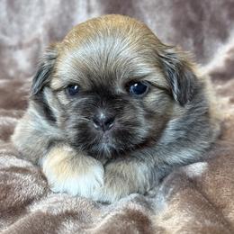 Icee - Blue male Shih Tzu puppy in Sharon, Pennsylvania from Keystone Danes and Shih tzus