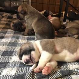 Boerboel Puppies from Dynasty Blue Ridge Boerboel