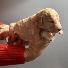 Cream boy - male Golden Mountain Doodle puppy in Blue Springs, Missouri from Jeanie’s Doodles