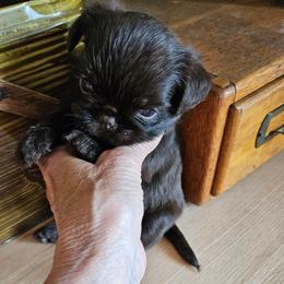 Sproutoo - Brown male Brussels Griffon puppy in Lewiston, Idaho from Rose's Brussels Griffons