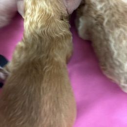 Little Red - Red  male Poodle puppy in Bellwood, Nebraska from Sunflower Poodles
