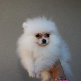 Rex - Cream male Pomeranian puppy in Corpus Christi, Texas from Crown Rose Pomeranians