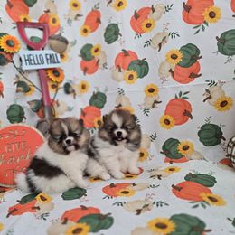 Pomeranian puppies from S'more Pomeranians