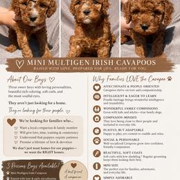 Cavapoo Puppies from The Doodle Den