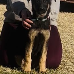 German Shepherd Puppies from George Creek Kennel