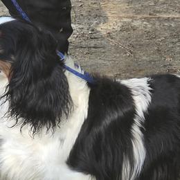 Calypso - Cavalier King Charles Spaniel