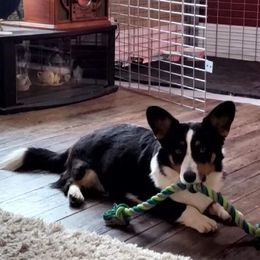 Shadow - Cardigan Welsh Corgi
