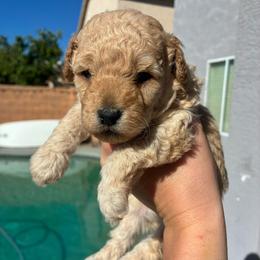 Baby boy - Cream male Poodle puppy in Maricopa, Arizona from La Petite poodle