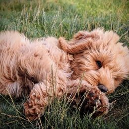 Australian Labradoodle Puppies from Loyal Heart Labradoodles
