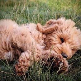 Australian Labradoodle Puppies from Loyal Heart Labradoodles