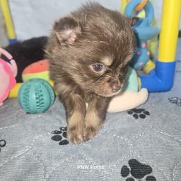 Willa - Chocolate and tan female Pomeranian puppy in Port Angeles, Washington from Pacific Northwest Pomeranians
