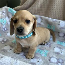 AKC boy 1 - Cream male Dachshund puppy in Grand Valley, Pennsylvania from Dachshunds on the Hill