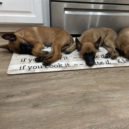 Belgian Malinois Puppies from D&C Kennel