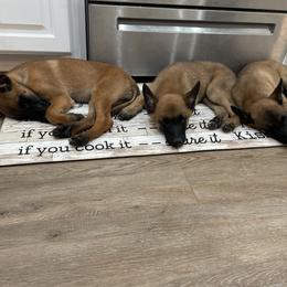 Belgian Malinois Puppies from D&C Kennel