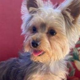 Yorkshire Terriers from Jaydas Lil Jewels