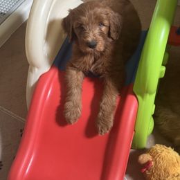 Riley - Red  male Goldendoodle puppy in Murrieta Ca, California from Gloria's Goldendoodles