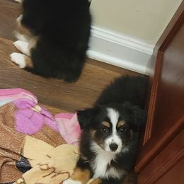 Miniature Australian Shepherds from DRS Mini Australian Shepherds