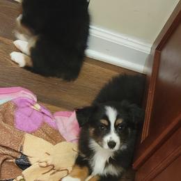 Miniature Australian Shepherds from DRS Mini Australian Shepherds