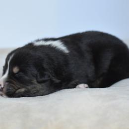 Helios - Black tri-color male Australian Shepherd puppy in Jameson, Missouri from Sky Creek