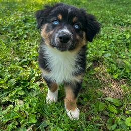 Australian Shepherd Puppies from FireHart Aussies