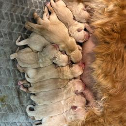 Girl 5 - Golden female Golden Retriever puppy in Tonasket, Washington from Denzil’s Goldens