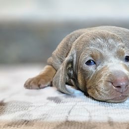 Dachshunds from Sweet as Honey Weenies