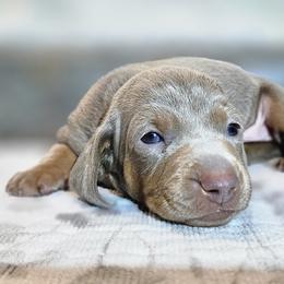 Dachshunds from Sweet as Honey Weenies
