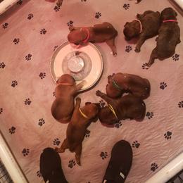 Boxer Puppies from SmashBox Kennel