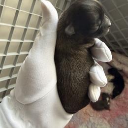 Max - Sable spotted white male Chihuahua puppy in Charlotte, North Carolina from Lawinski’s Chihuahua World