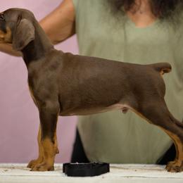 Black collar - Red and rust male Doberman Pinscher puppy in Santa Clarita, California from Riviera Dobermans