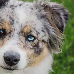 Miniature American Shepherds from Burton's Mini American Shepherds
