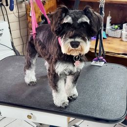 Ava - Miniature Schnauzer