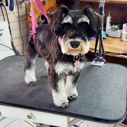 Ava - Miniature Schnauzer
