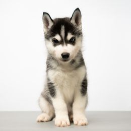 Byron - Black and white male Siberian Husky puppy in Meadow Vista, California from Thistle Hill Siberians