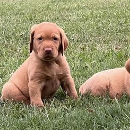 Labrador Retrievers from Ashton White's Labrador Retrievers