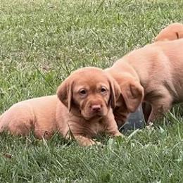 Labrador Retrievers from Ashton White's Labrador Retrievers