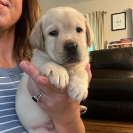 Yellow girl - Yellow female Labrador Retriever puppy in Waterford, Connecticut from Butlertown Labradors