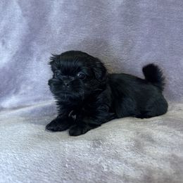 Mari - Black female Shih Tzu puppy in California from Boodaboo Shih Tzu’s
